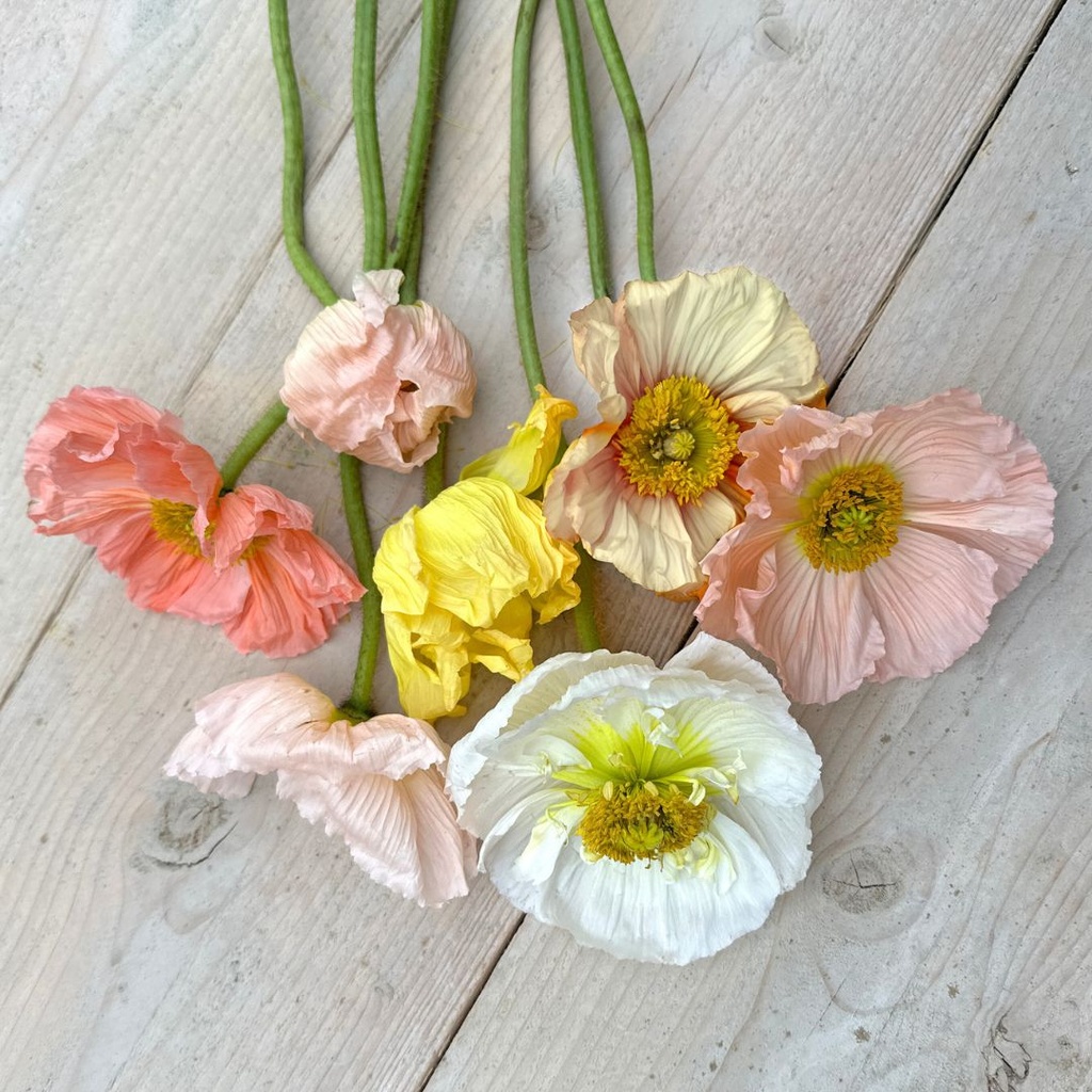 Iceland Poppy (1.000x) Colibri Sherbet Mix