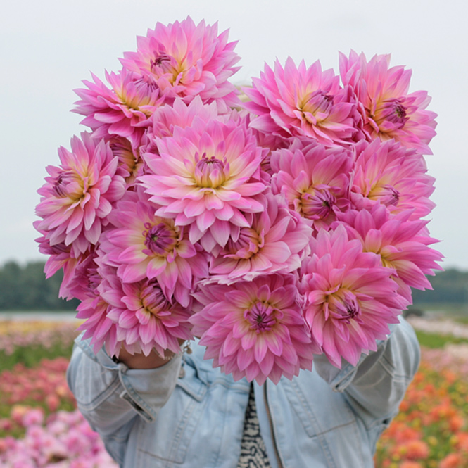 Mix Blushing Beauties