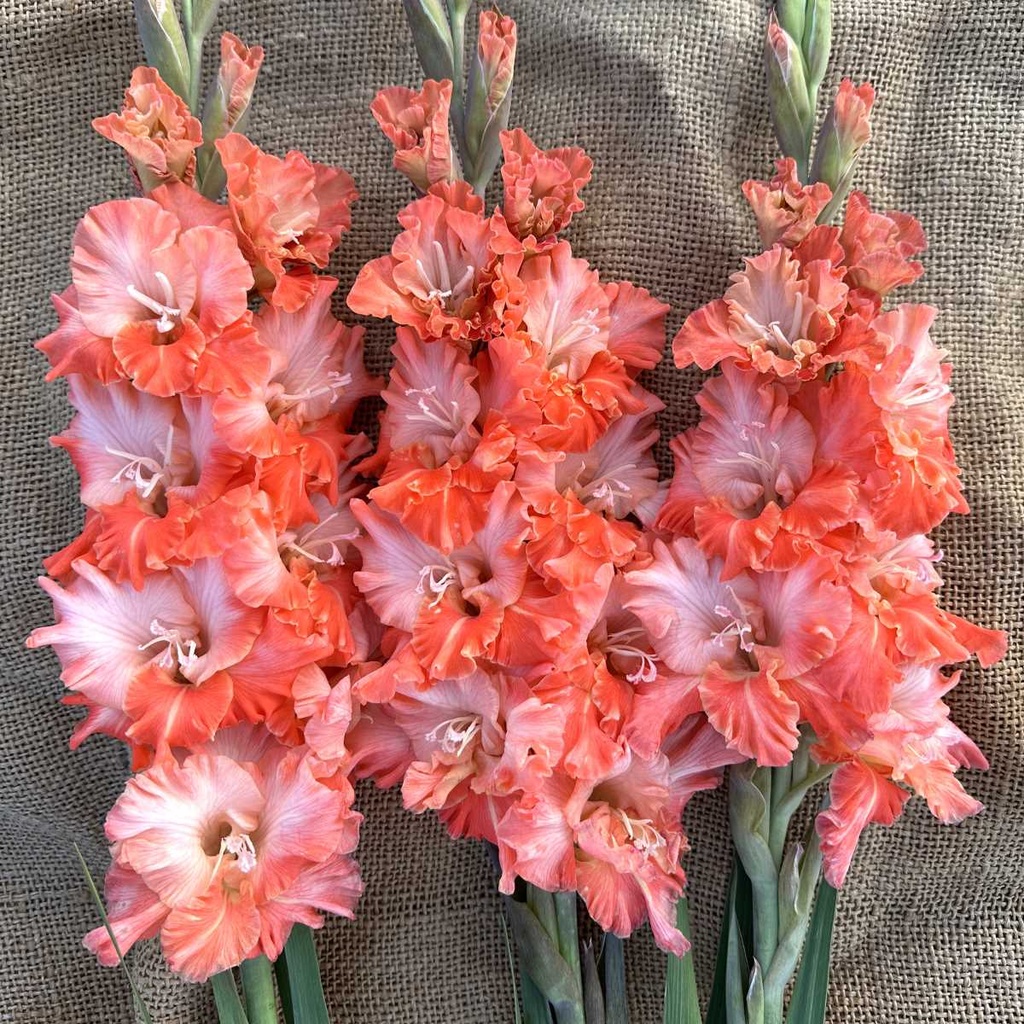 Ultimate Gladiolus Mix