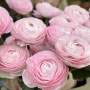 Ranonkels Cloni Succes Lady