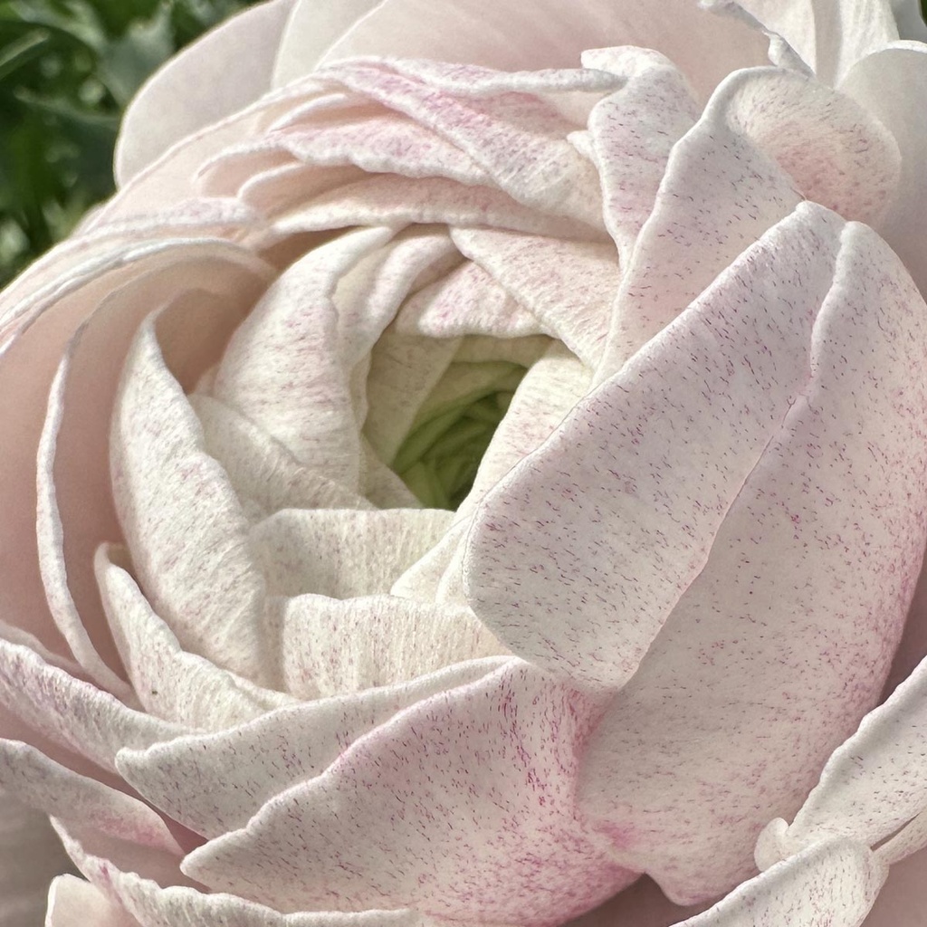 Ranonkels Cloni Succes Nebbia