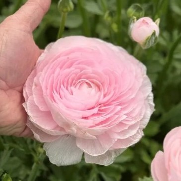 Ranonkels Cloni Succes Lady®
