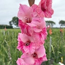 Gladiool Rosette