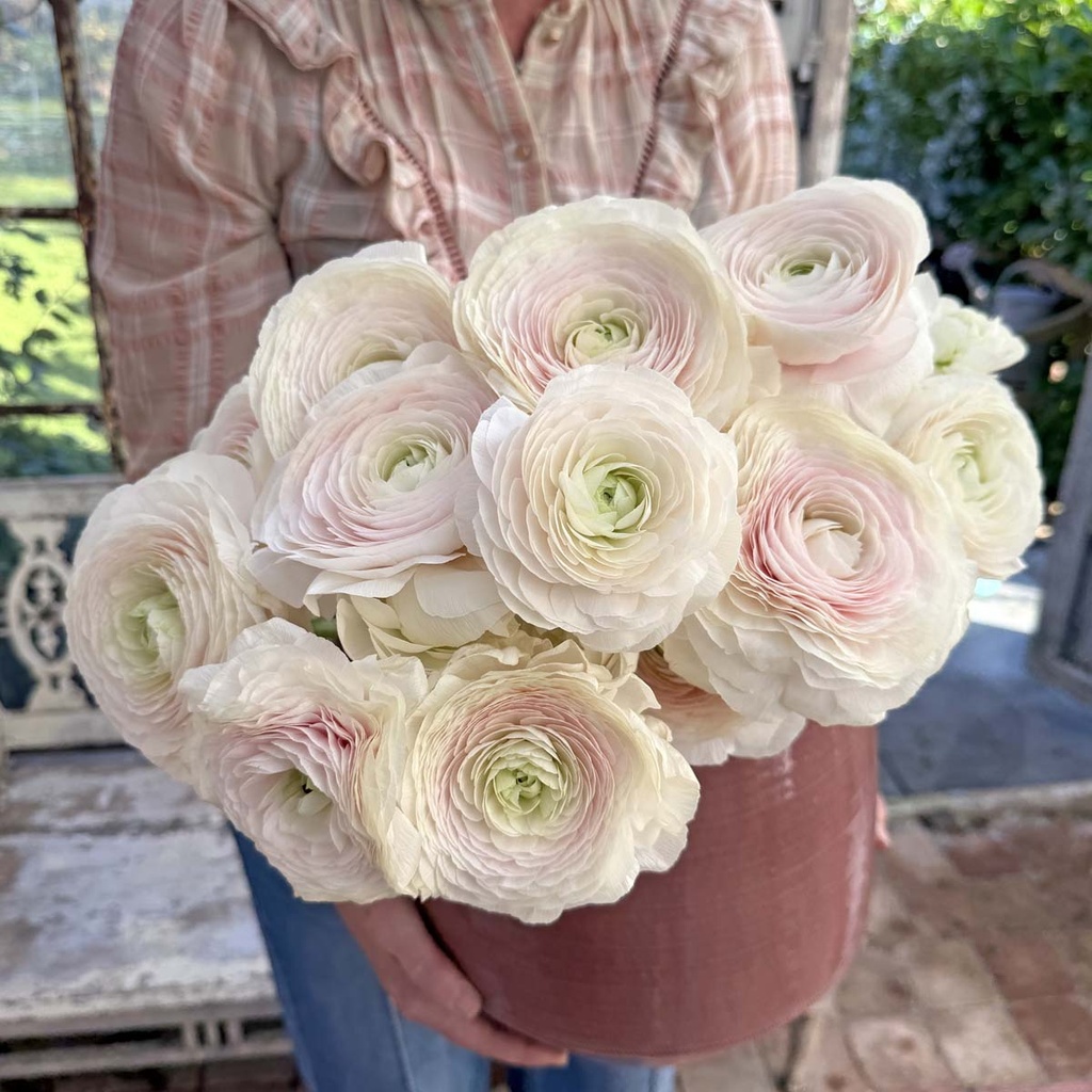 Ranonkels Cloni Succes Hanoi®