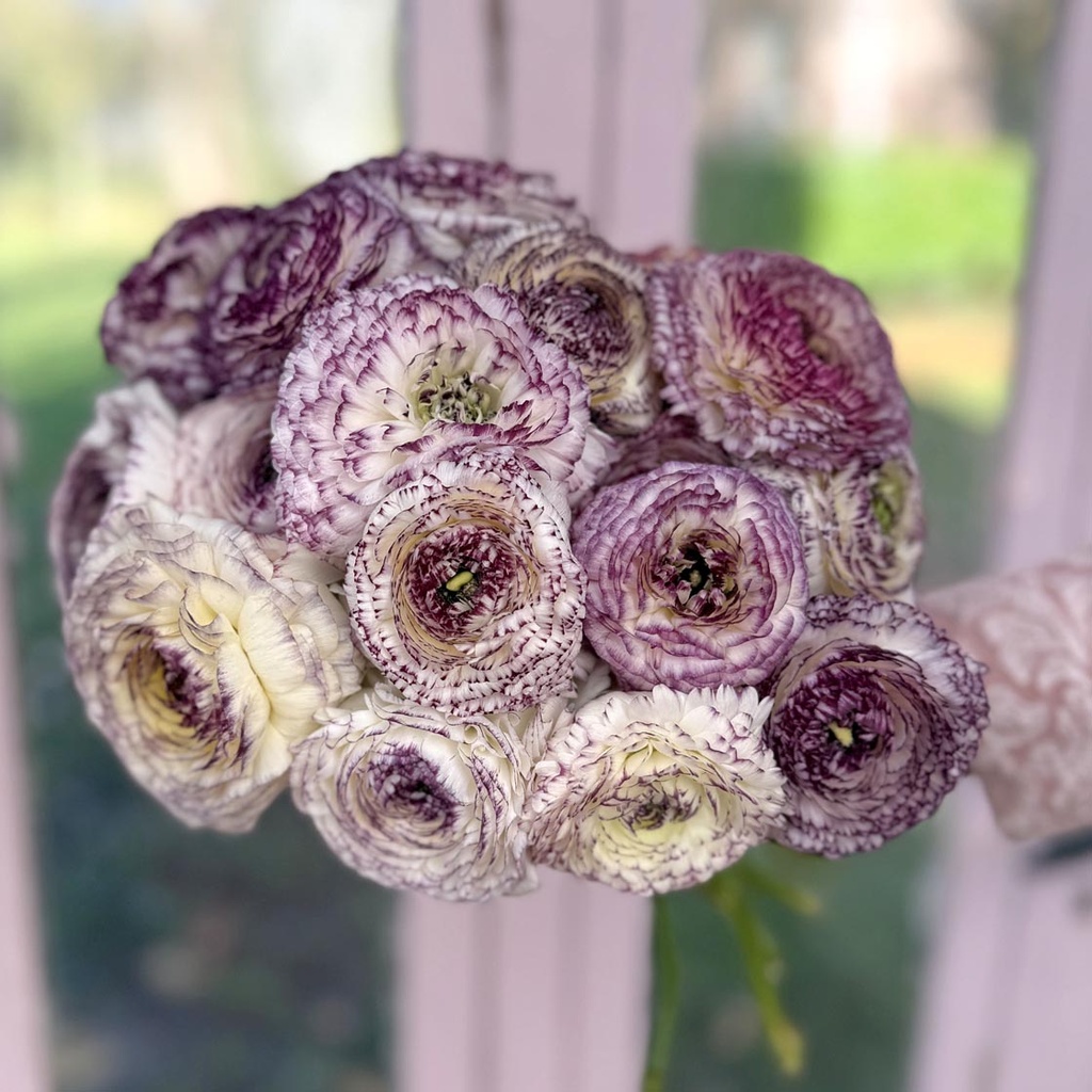 Ranonkels Elegance Bianco Striato®