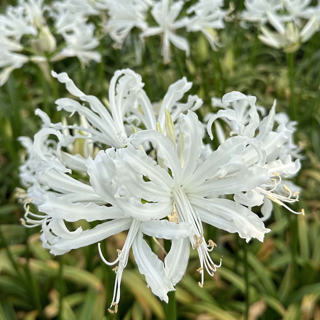 Nerine Like a Virgin