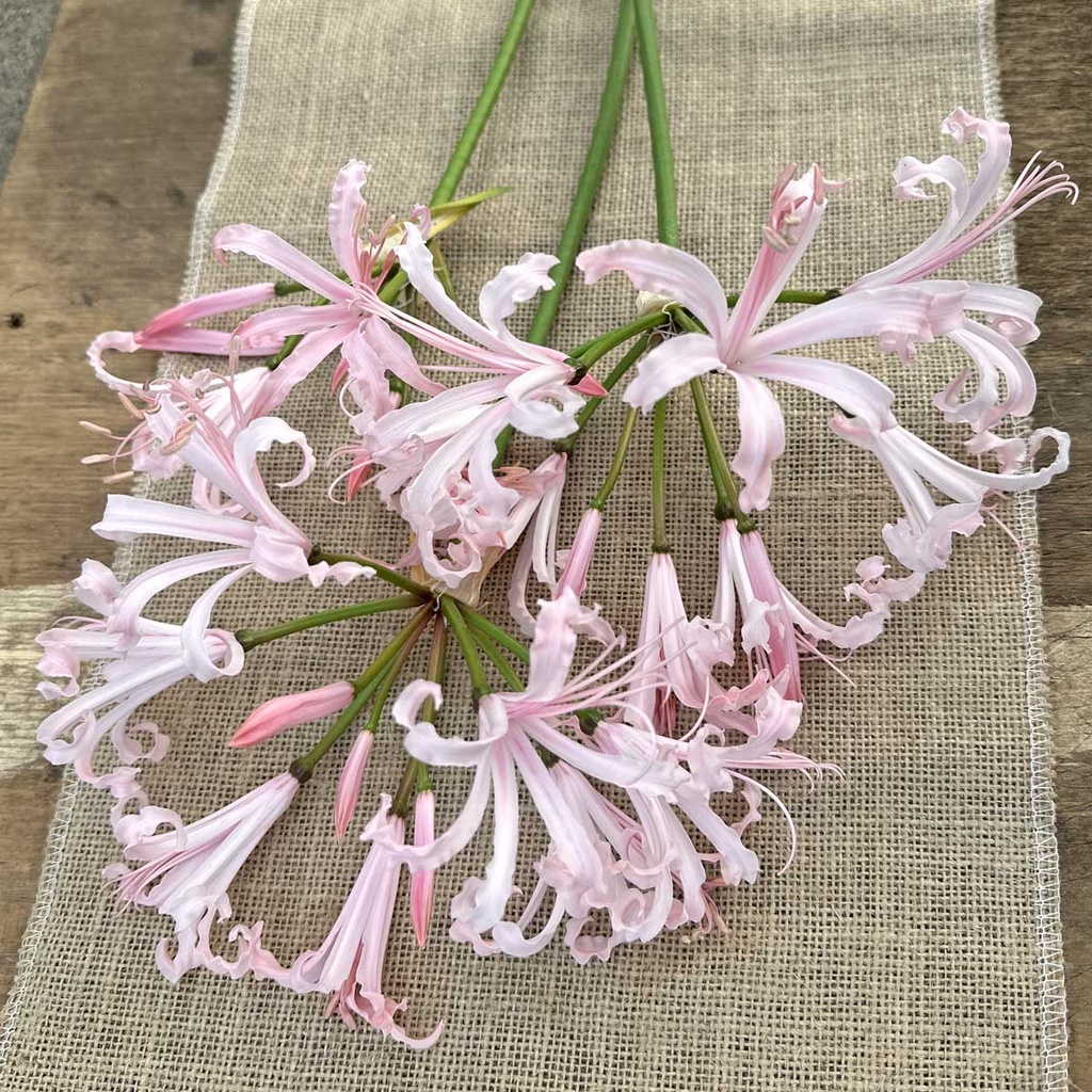 Nerine Vesta K