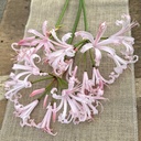 Nerine Vesta K