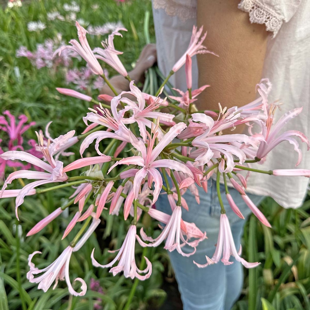 Nerine Vesta K