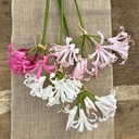 Nerine Bordermix