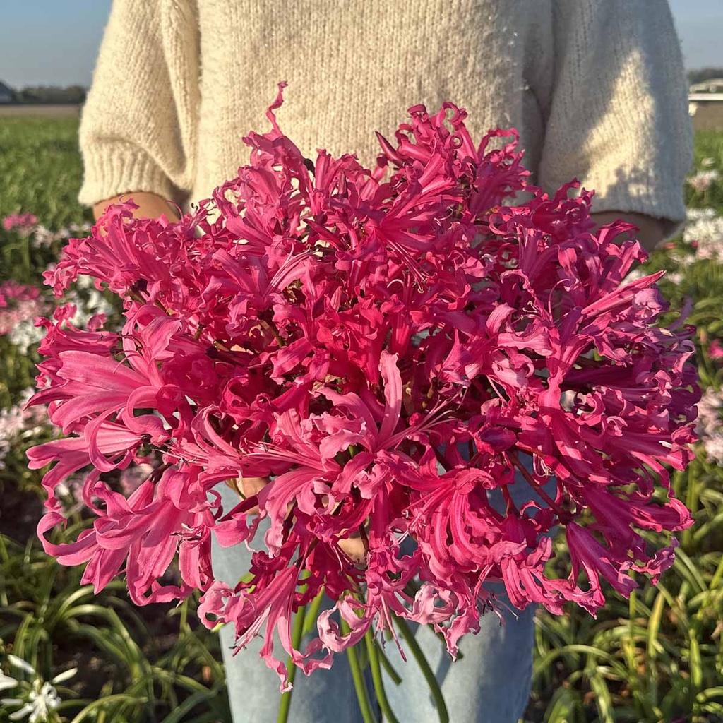 Nerine Bowdenii