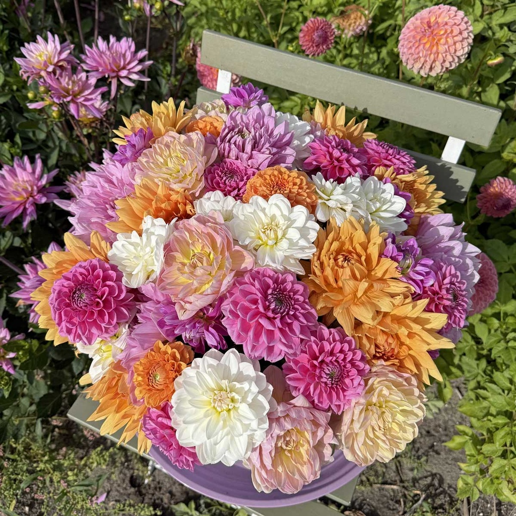 Mix dahlia startpakket (7 dahlia's)