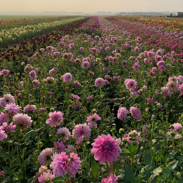 Lavender Perfection