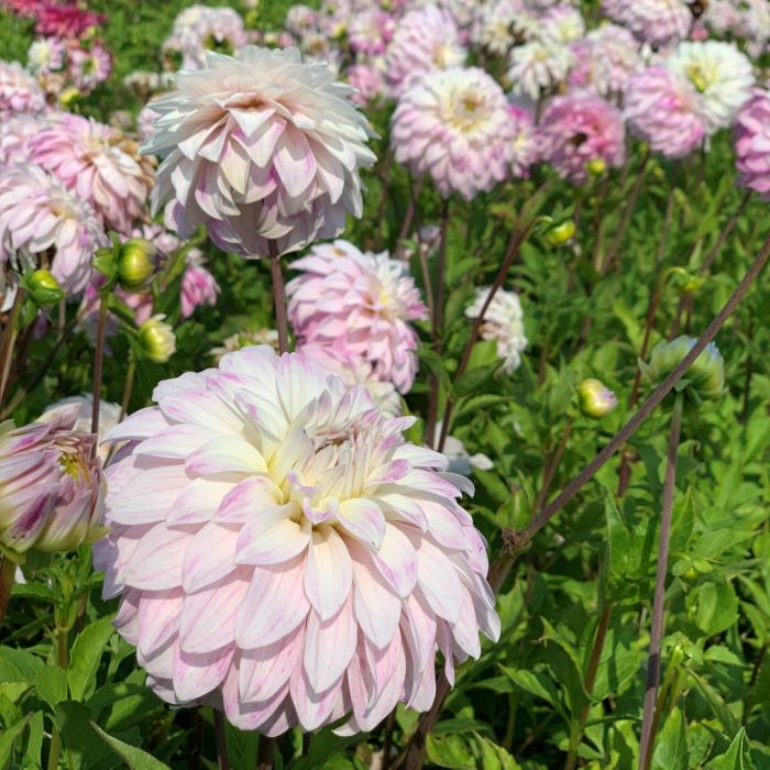 Pink Petticoat