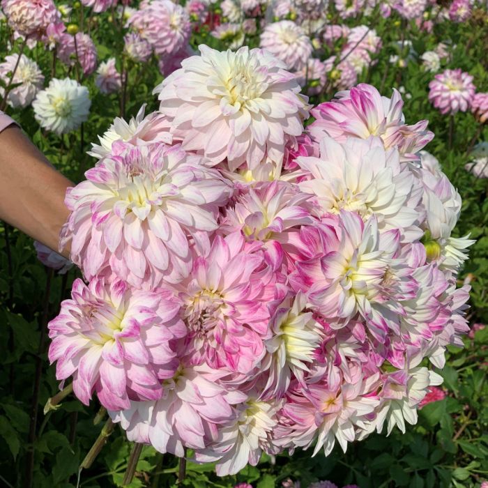 Pink Petticoat