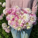 Pink Petticoat