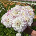 Pink Petticoat