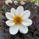 Dahlegria White