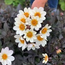 Dahlegria White