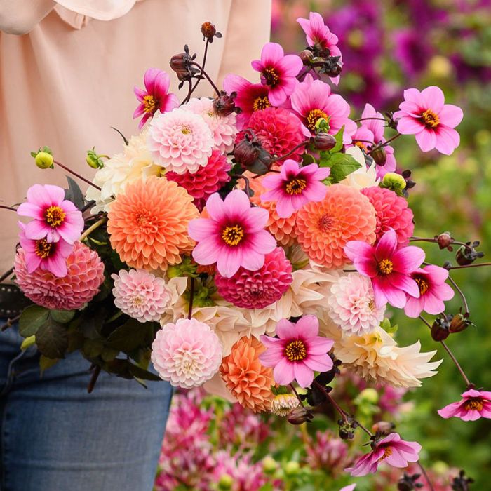 Mix Dahlia Dream (5 dahlia's)