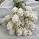 Muscari White Magic