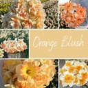 Mix Orange Blush (50 narcissenbollen)
