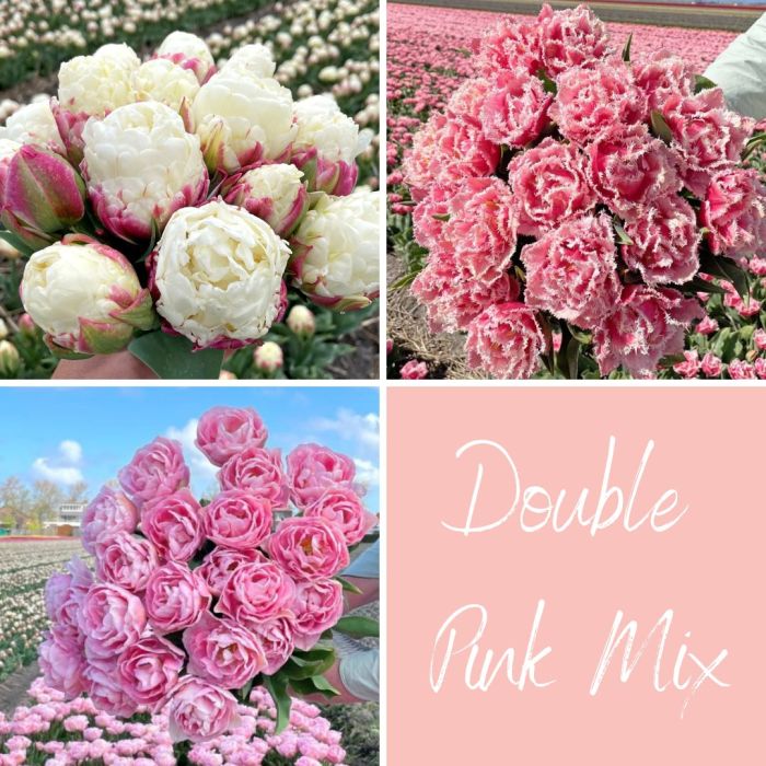 Mix Double Pink