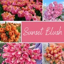 Mix Sunset Blush