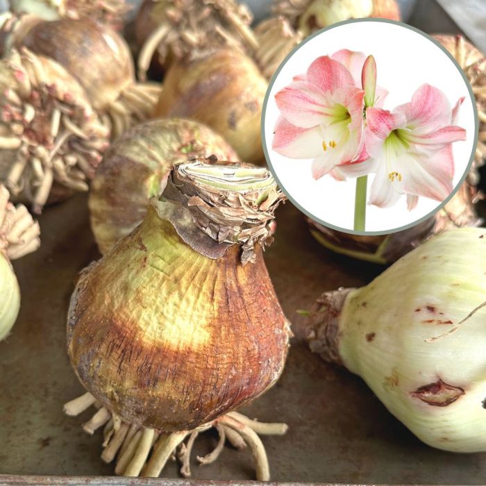 Amaryllis Apple Blossom