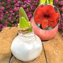 Amaryllis Wax white pearl