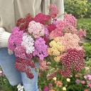 Achillea Flowerburst Fruitbowl