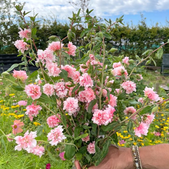 Clarkia Appleblossom