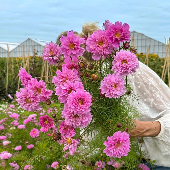 Cosmos Double Dutch Rose