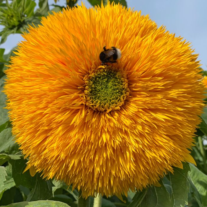 Helianthus Orange Sun (zonnebloem)