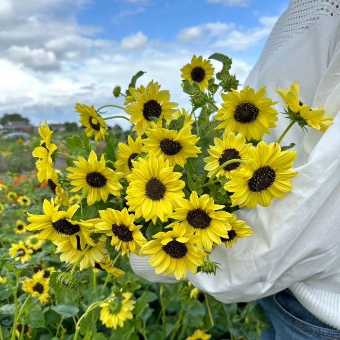 Helianthus Soluna Lemon (zonnebloem)