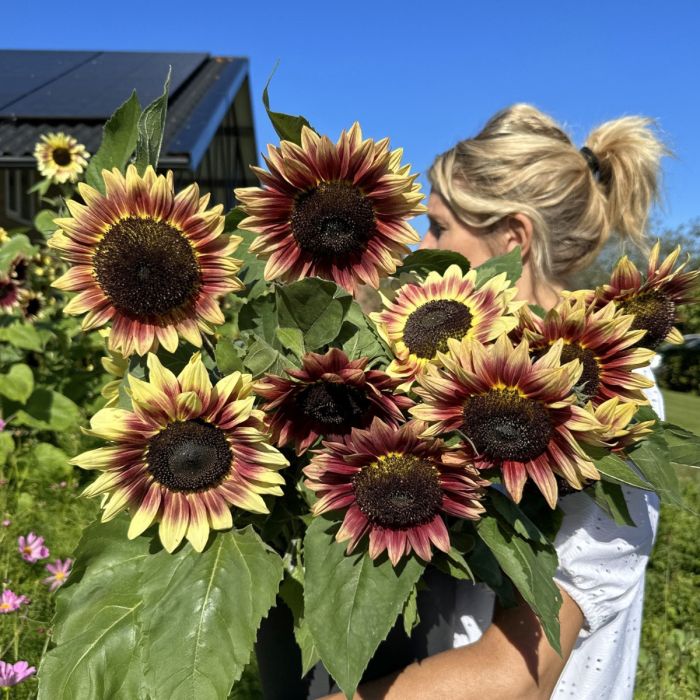 Helianthus Summer Lovin