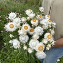 Helichrysum Silvery White