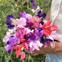 Lathyrus Coronation mix