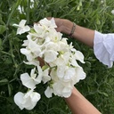 Lathyrus Royal Wedding