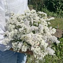 Limonium Forever Silver