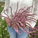 Limonium Pink Pokers