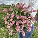 Lupinus Avalune Pink