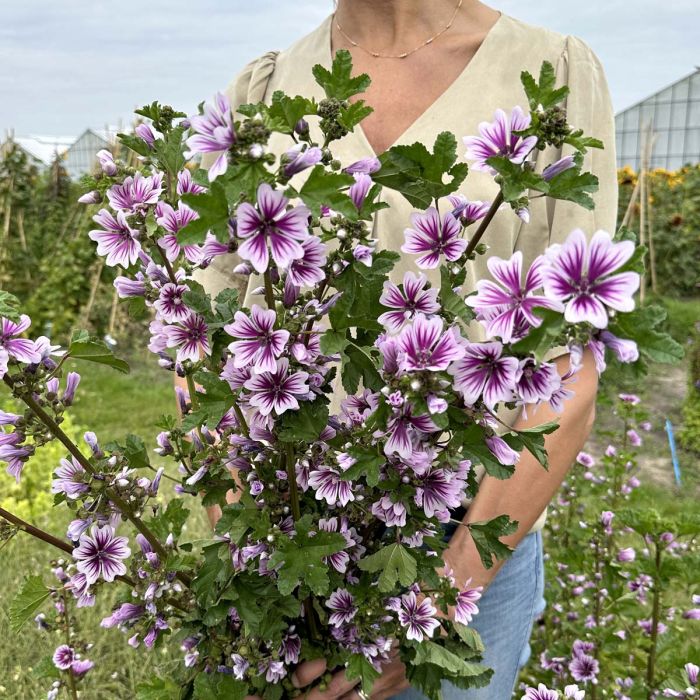 Malva Sylvestris Zebrina