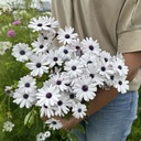 Osteospermum Sky and Ice