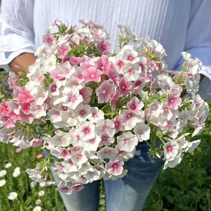 Phlox Blushing Bride