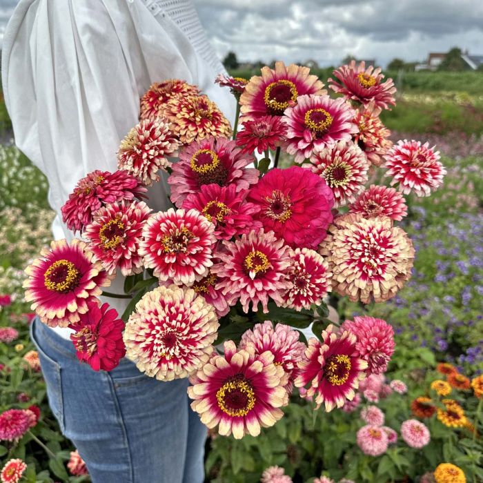 Zinnia Mazurkia