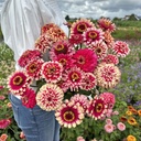 Zinnia Mazurkia