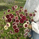 Zinnia Jazzy Red