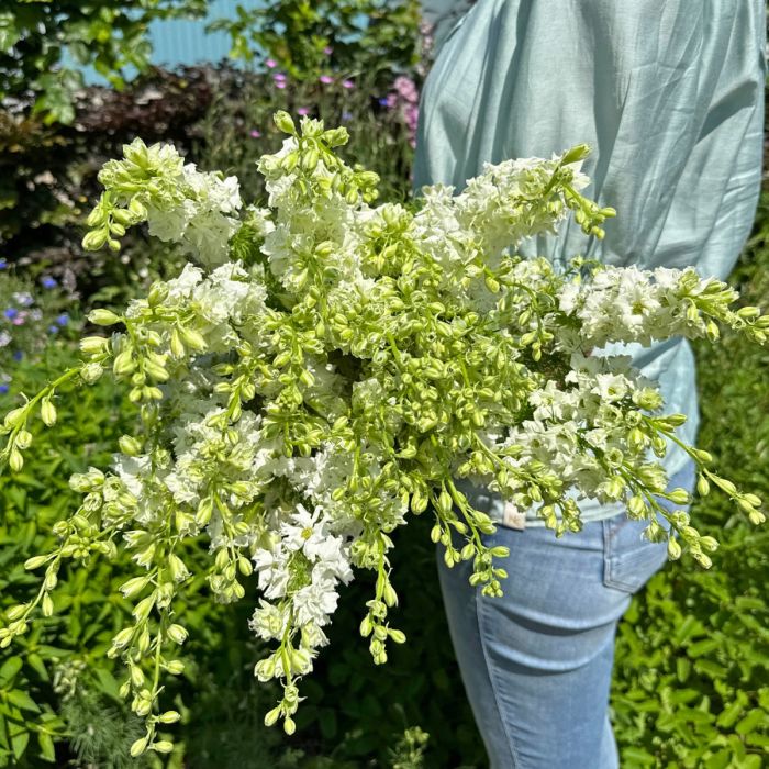 Delphinium EVA White