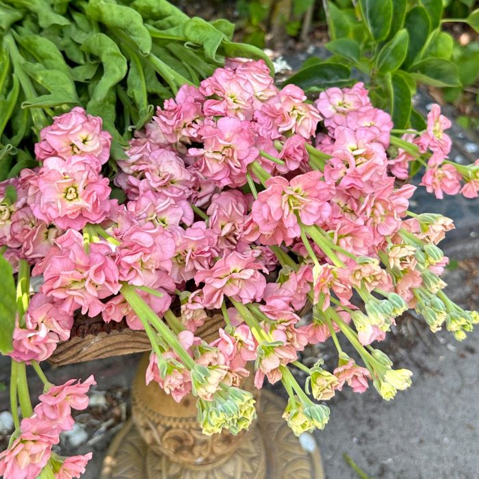 Matthiola Antique Rose